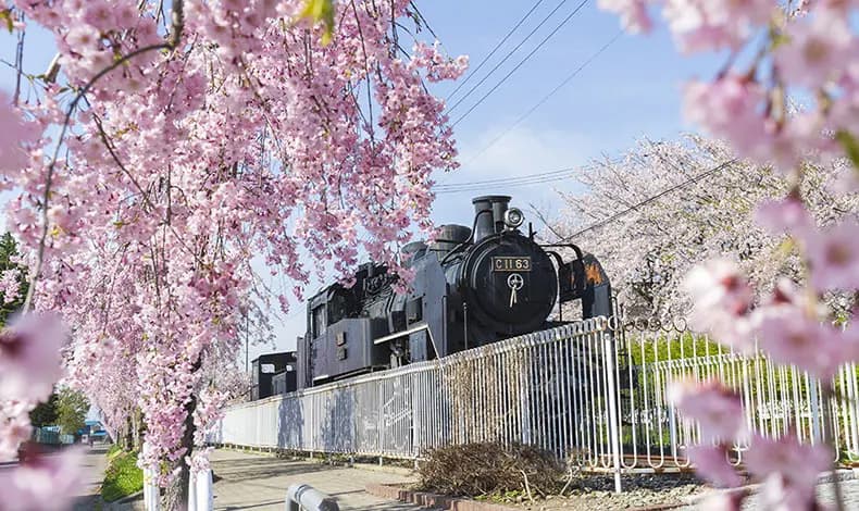【日本東北】櫻花百選・會津若松城・豬苗代湖・大內宿・松島|無購物、無自理餐