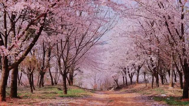 【貴州】春暖花開・油菜花田・櫻花海・探索神祕黔山水|素食交流考察團、無購物